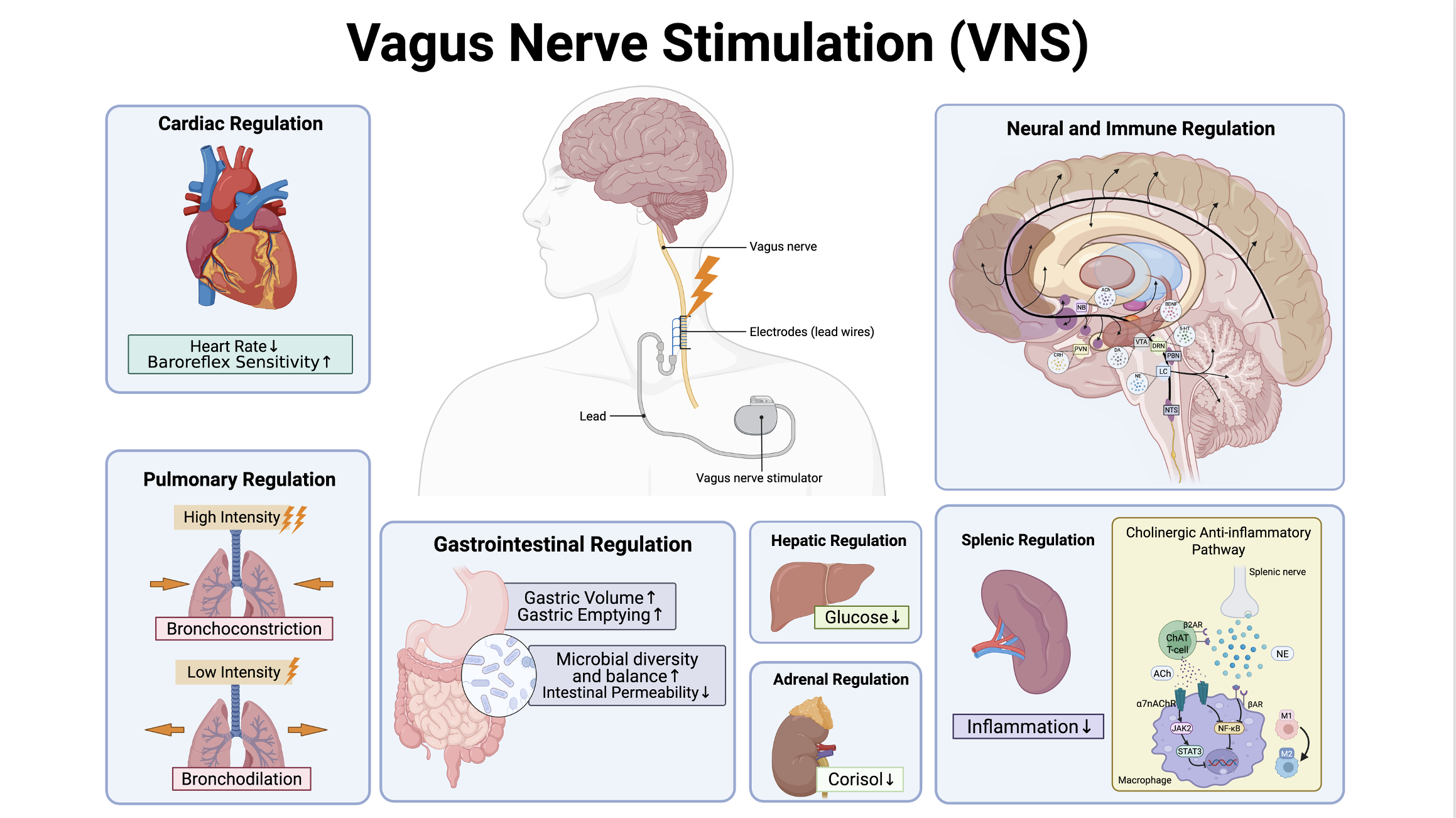 Comprehensive Review on Vagus Nerve Stimulation (VNS)